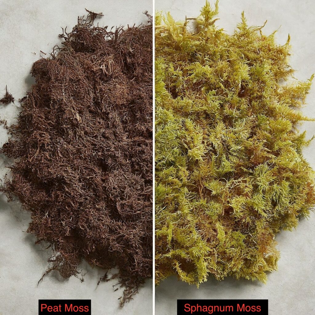 Peat-Moss-vs-Sphagnum-Moss