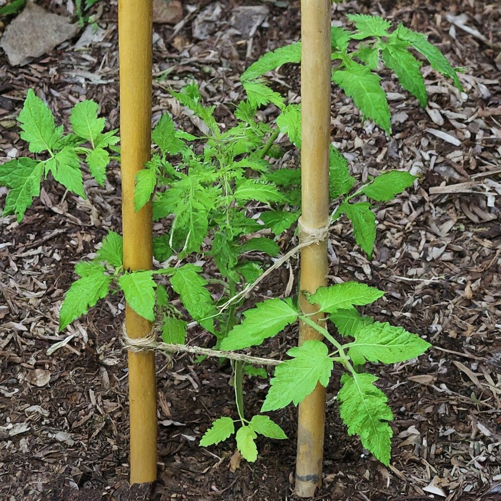 staking-tomato-plants-with-bamboo