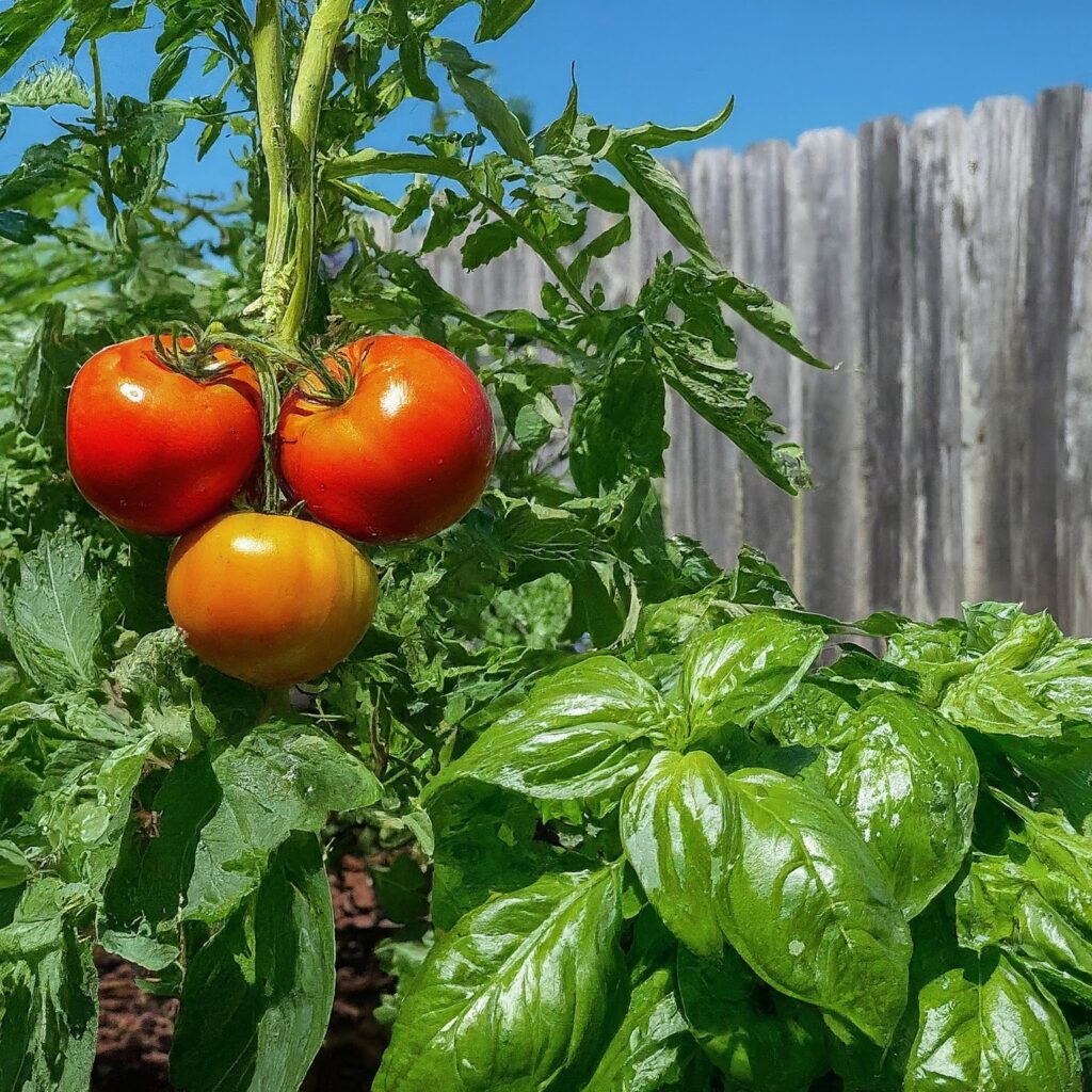 Tomatoes-and-Basil