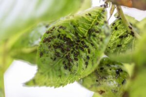 how-to-get-rid-of-aphids
