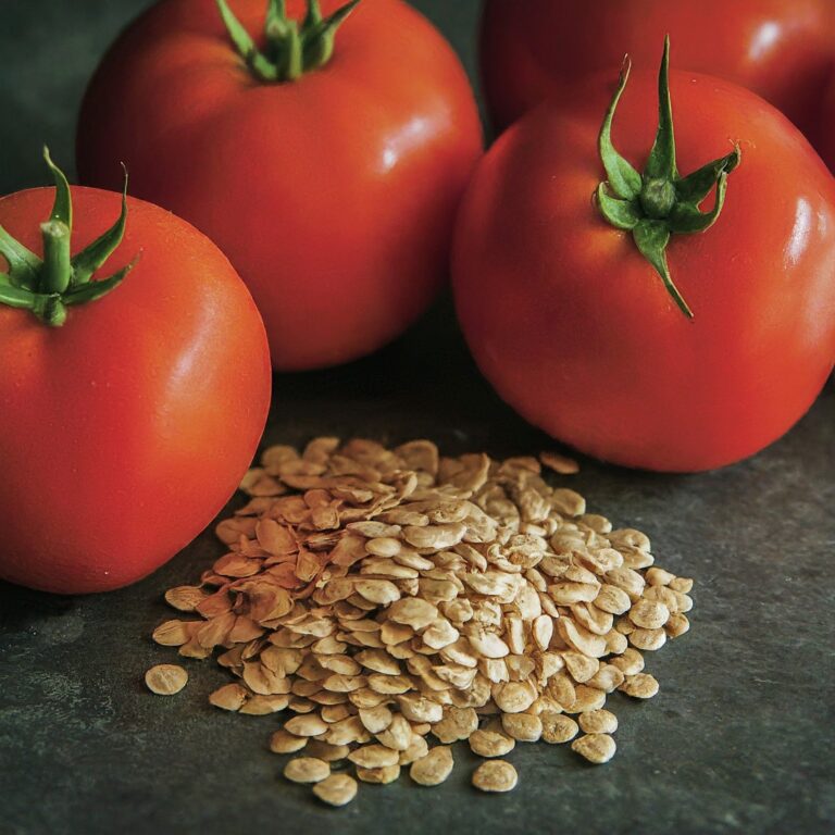 how-to-plant-tomato-seeds