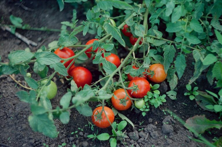 how-to-grow-tomatoes