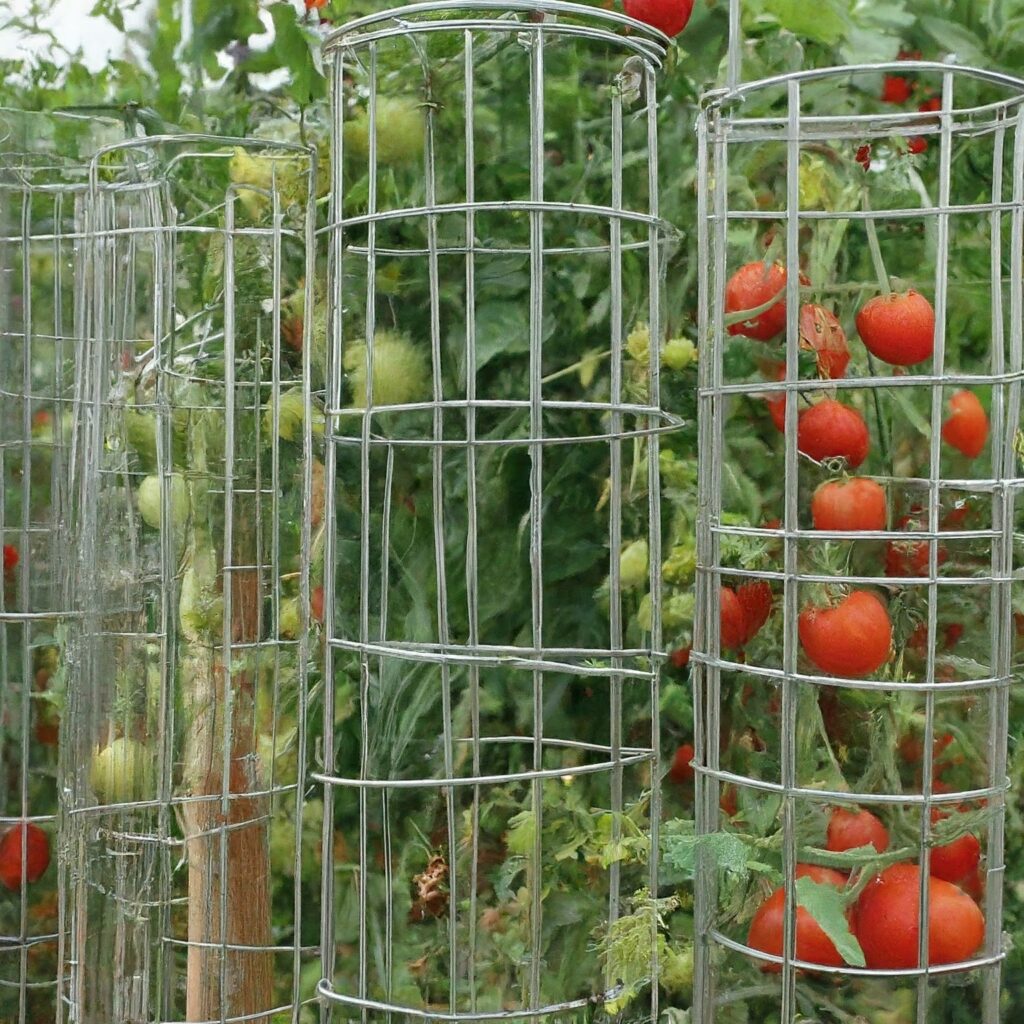 wire-tomato-cage