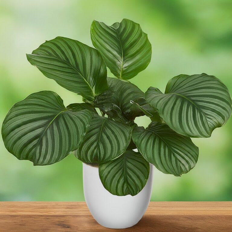 Calathea Orbifolia Care