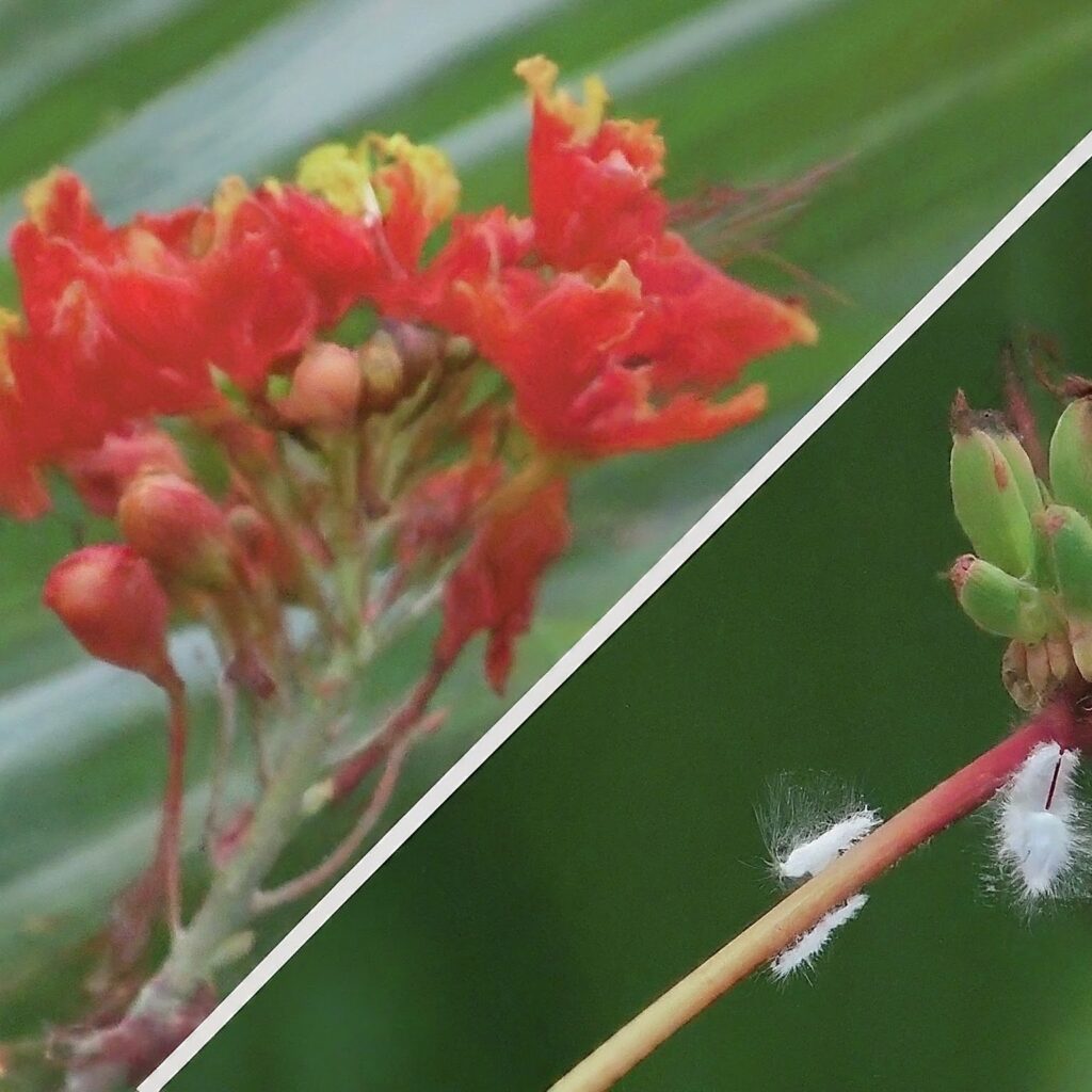 Common Problems With Mexican Bird of Paradise