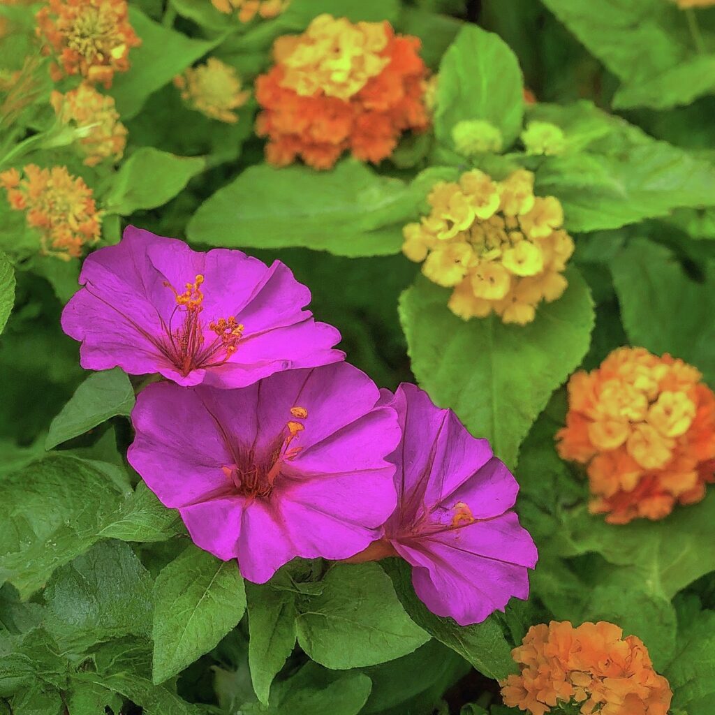 Four O'Clock Companion Plants 