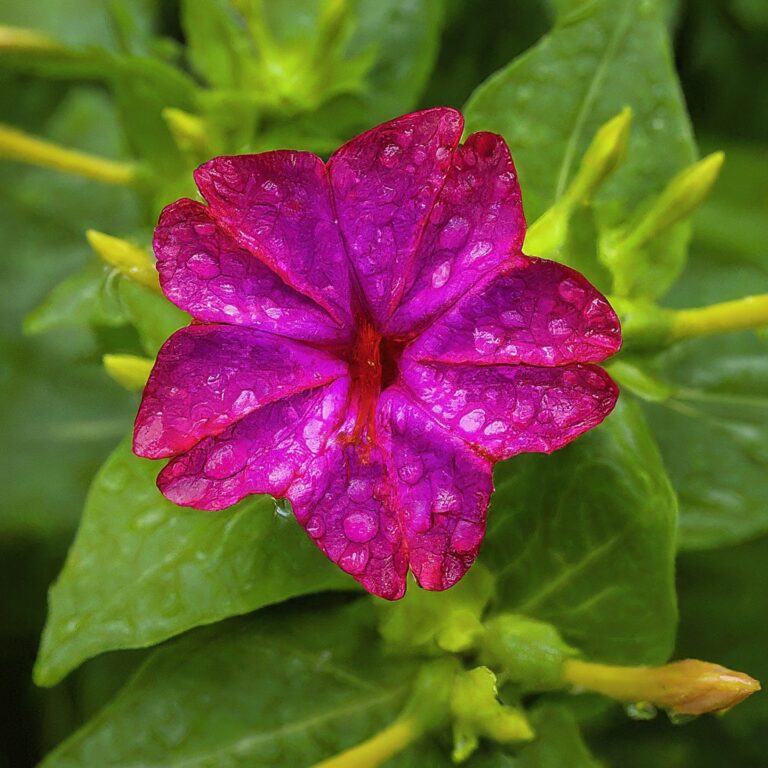 four o'clock flowers