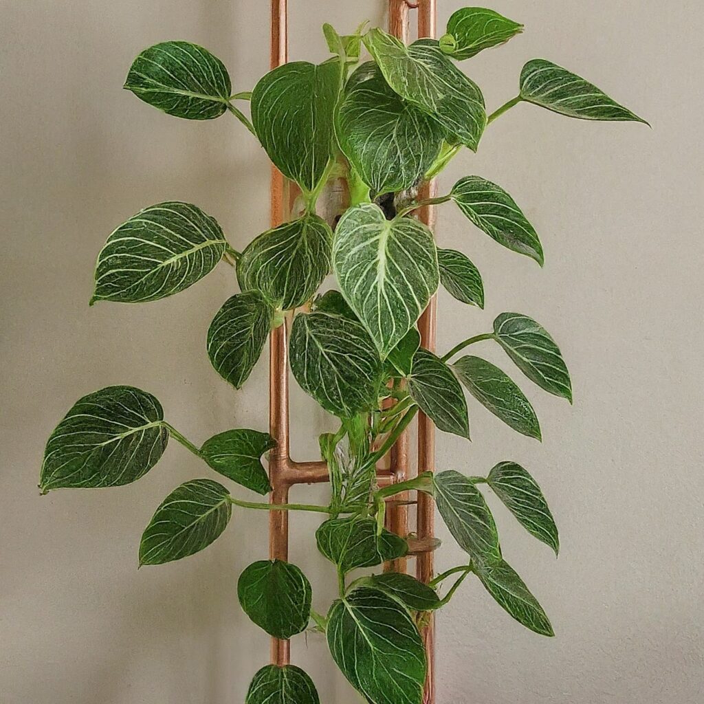 how to display Philodendron Birkin