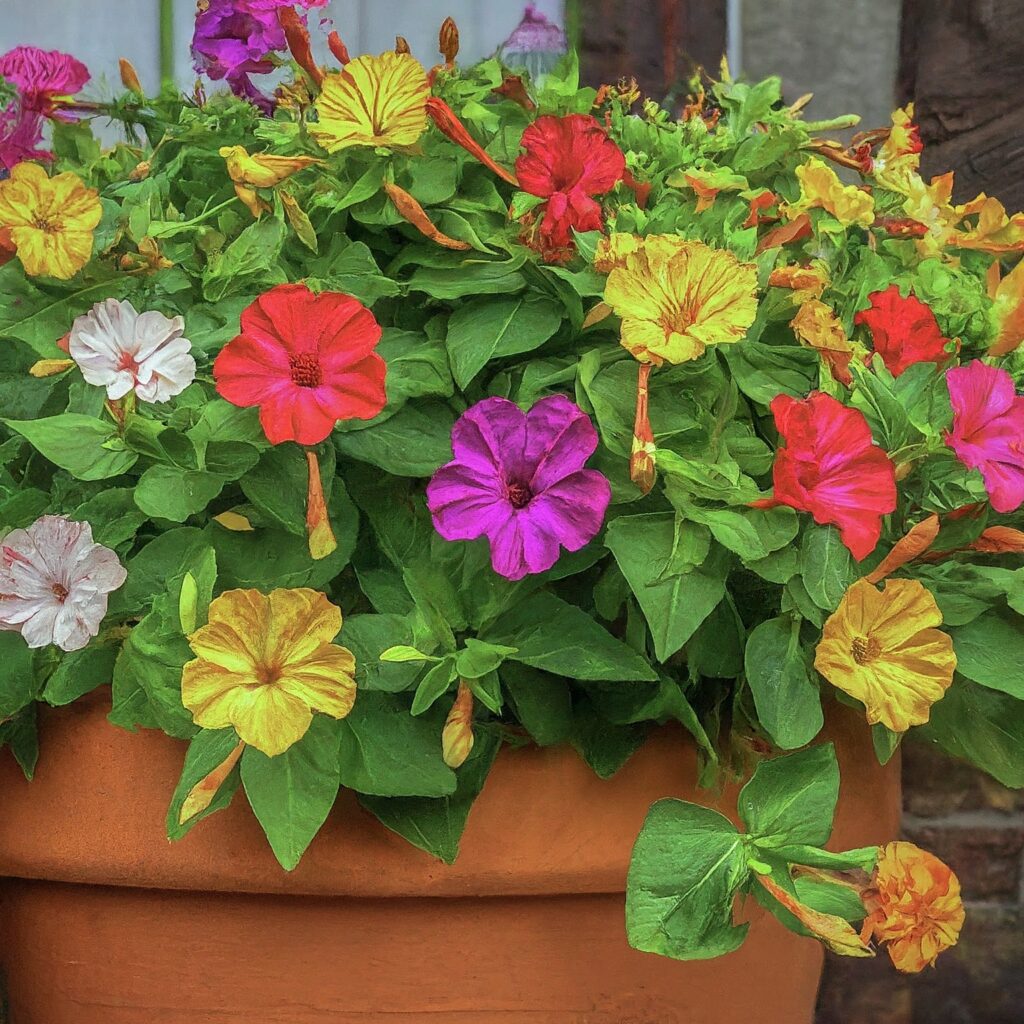 How to Grow Four O'Clock Flowers in Containers