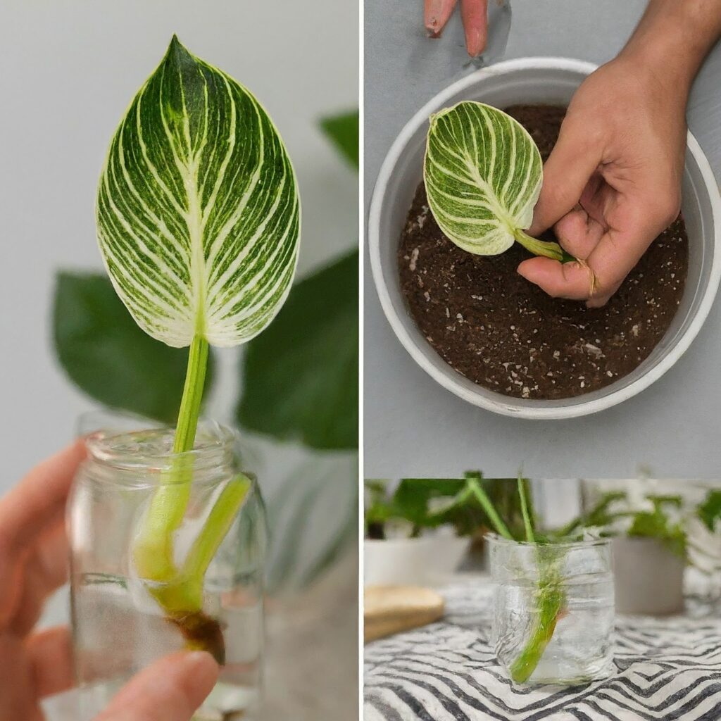 How to Propagate Philodendron Birkin