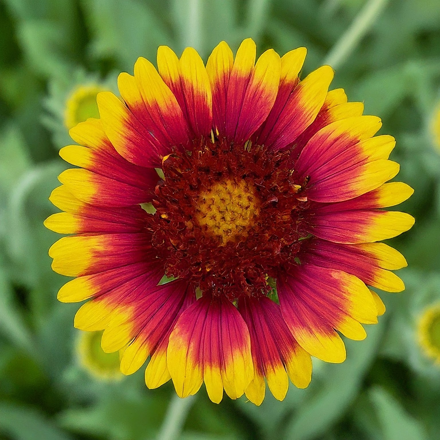 Indian-Blanket-Flower