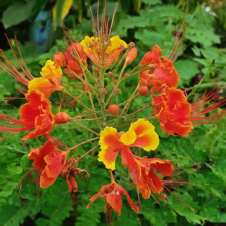 Mexican-Bird-of-Paradise