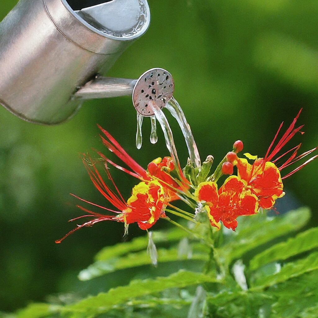 Mexican Bird of Paradise Care