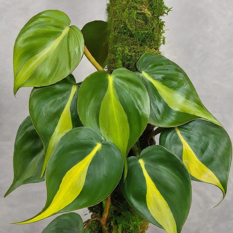 Philodendron Brasil