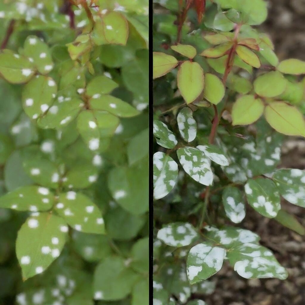 how to prevent powdery mildew