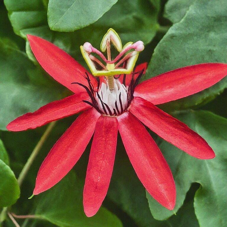 Red Passion Flower