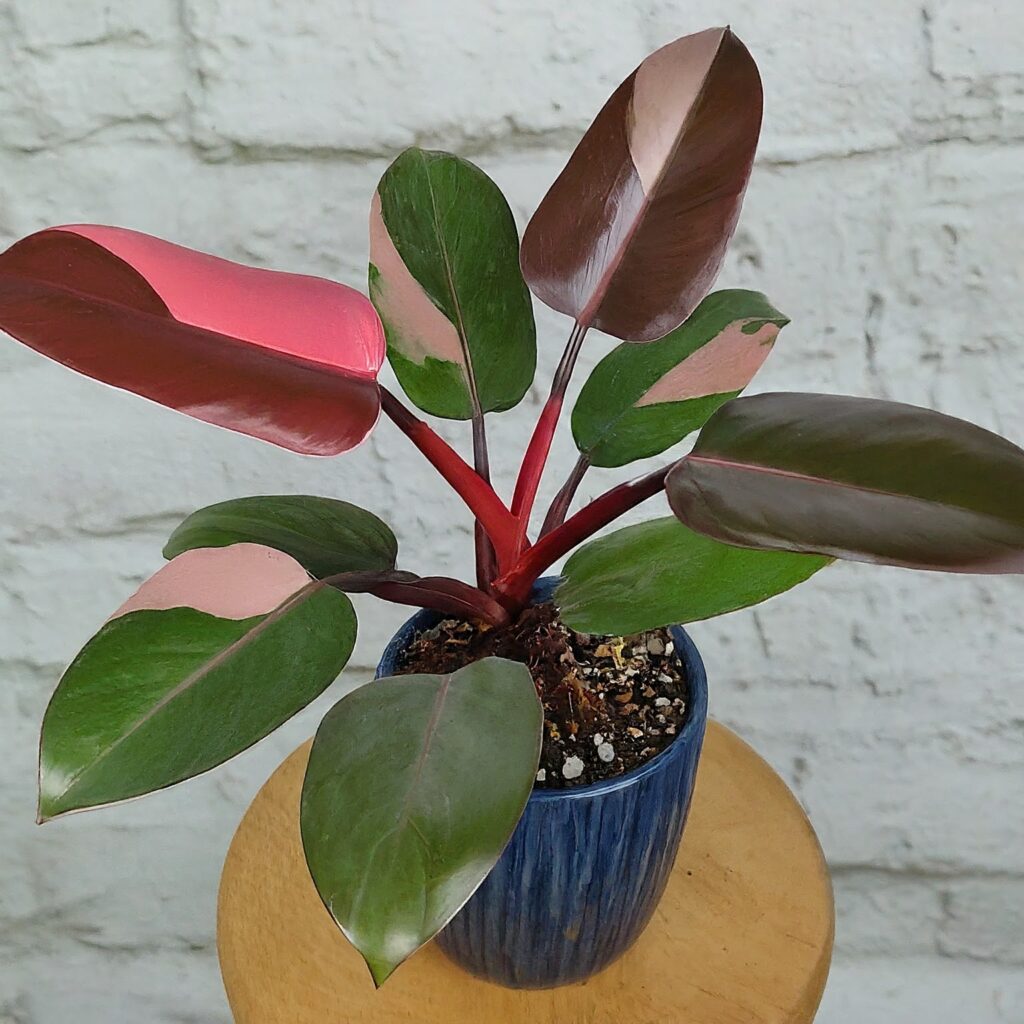 Pink-Princess-Philodendron