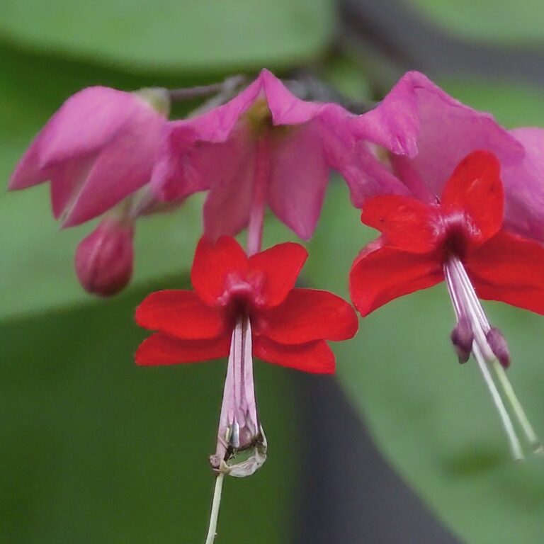 bleeding heart vine