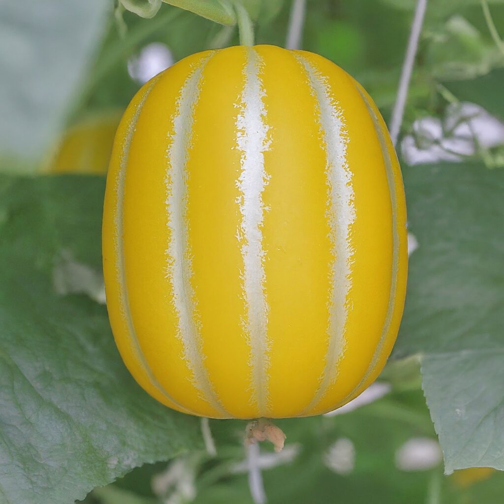 how-to-grow-korean-melon