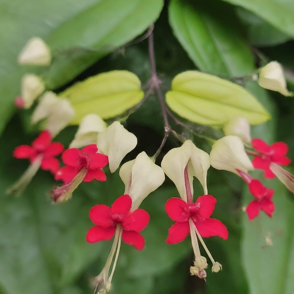 variegated bleeding heart vine