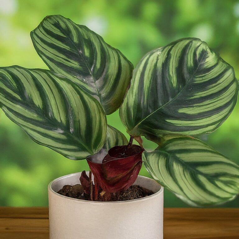 Calathea Makoyana