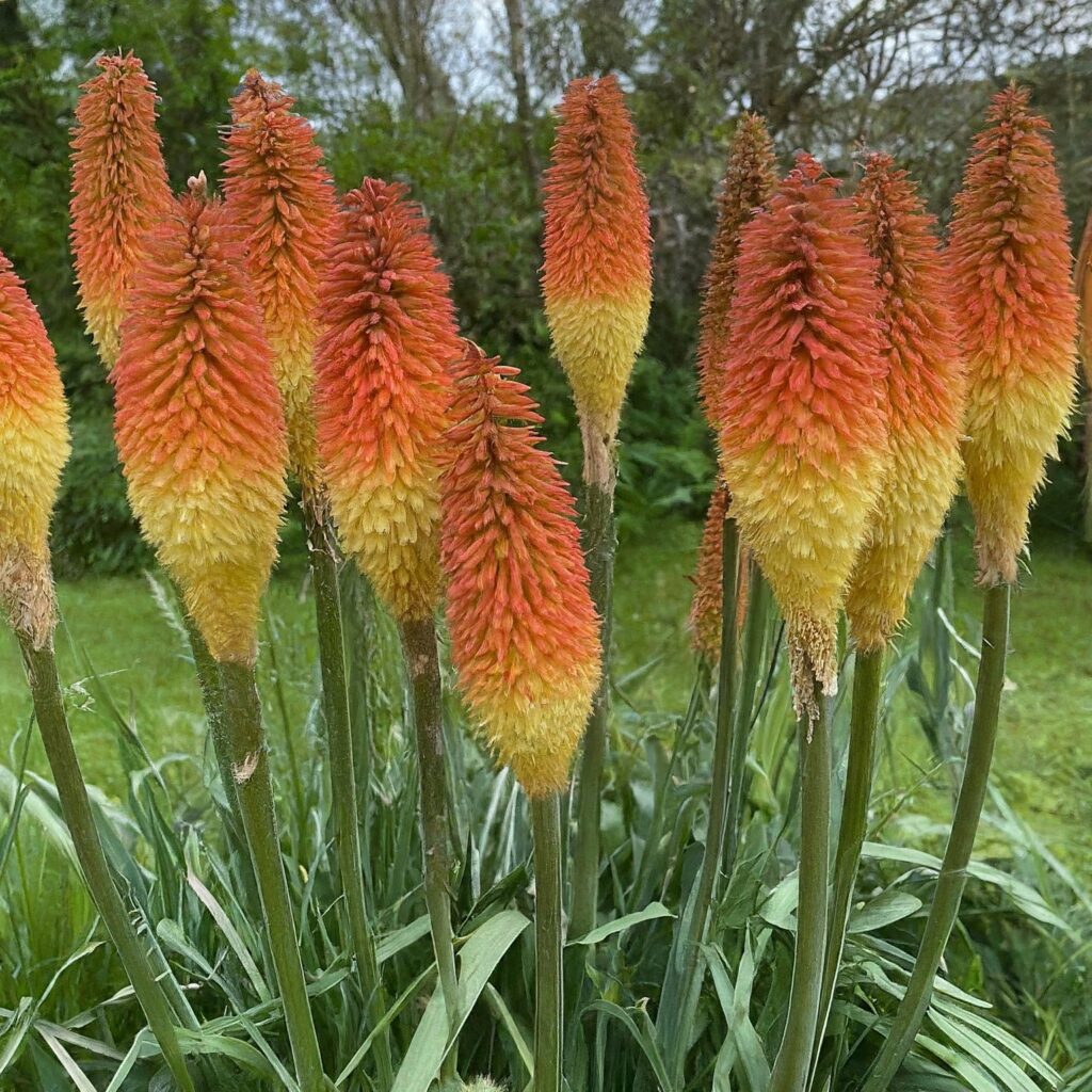 Common Problems With Red Hot Poker Plants