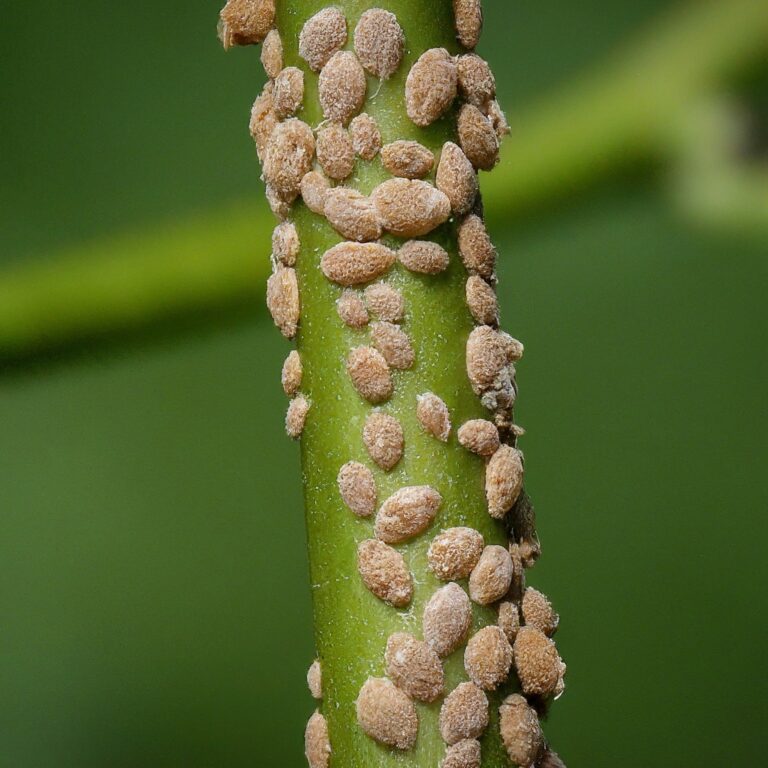 How to Get Rid of Scale on Plants