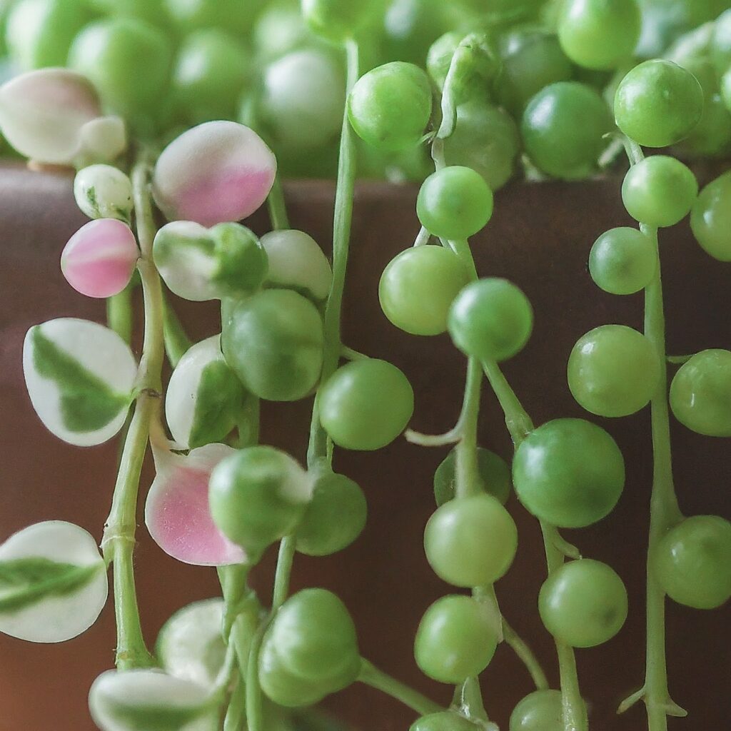 How to Get a Variegated String of Pearls to Turn Pink