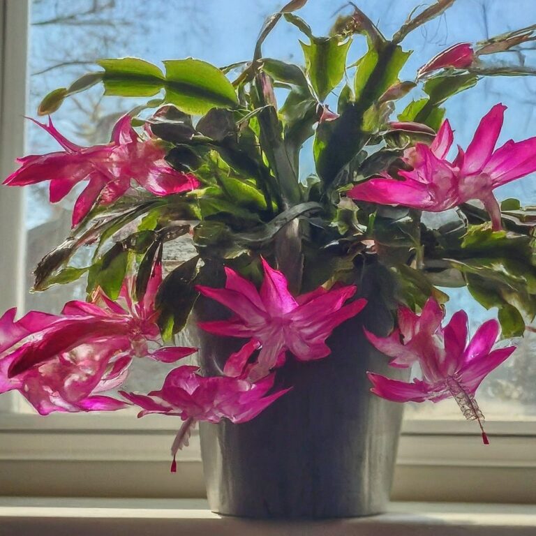 How to Propagate Christmas Cactus