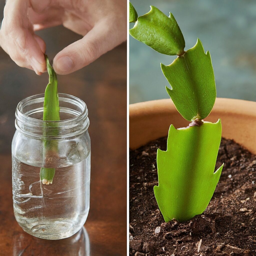 How to Propagate the Christmas Cactus - in soil or water
