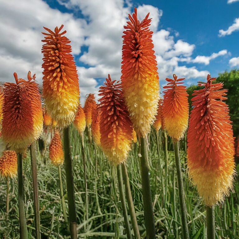 Red Hot Poker Plant