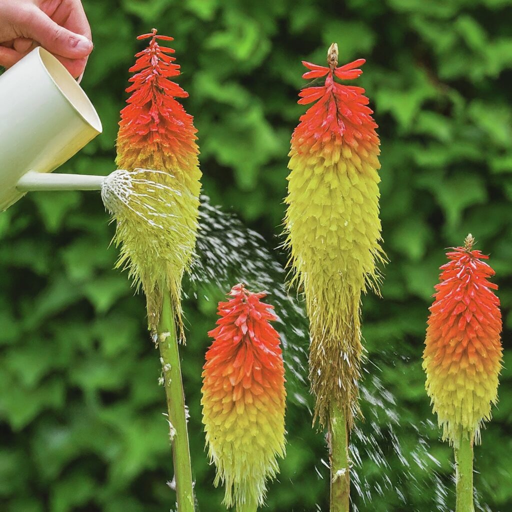 Red Hot Poker Plant Care