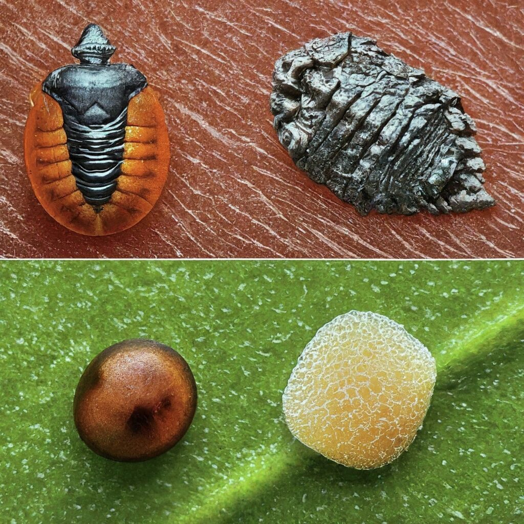 Scale Insect Types