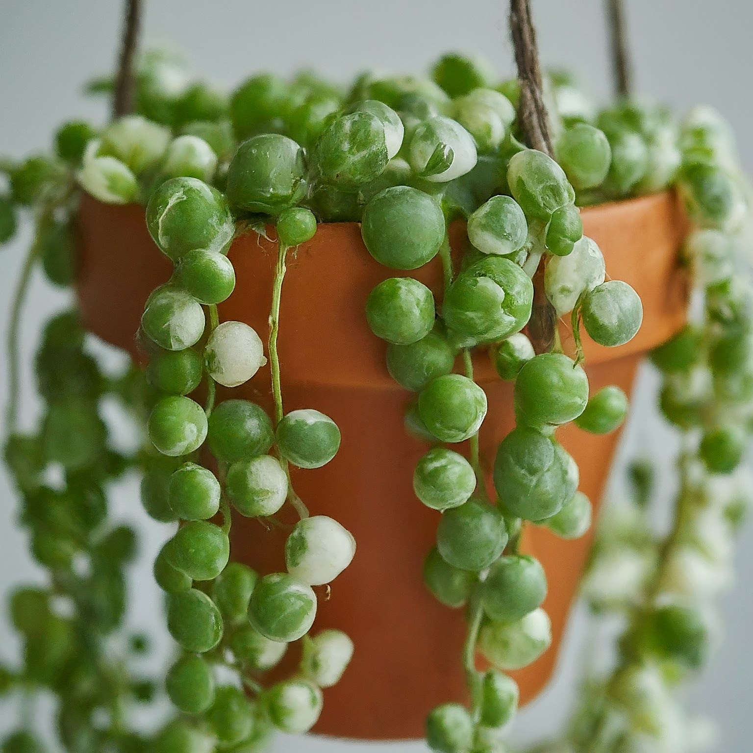 How to Grow and Care for Variegated String of Pearls