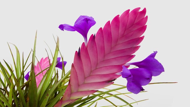 pink-quill-plant-facts-characteristics