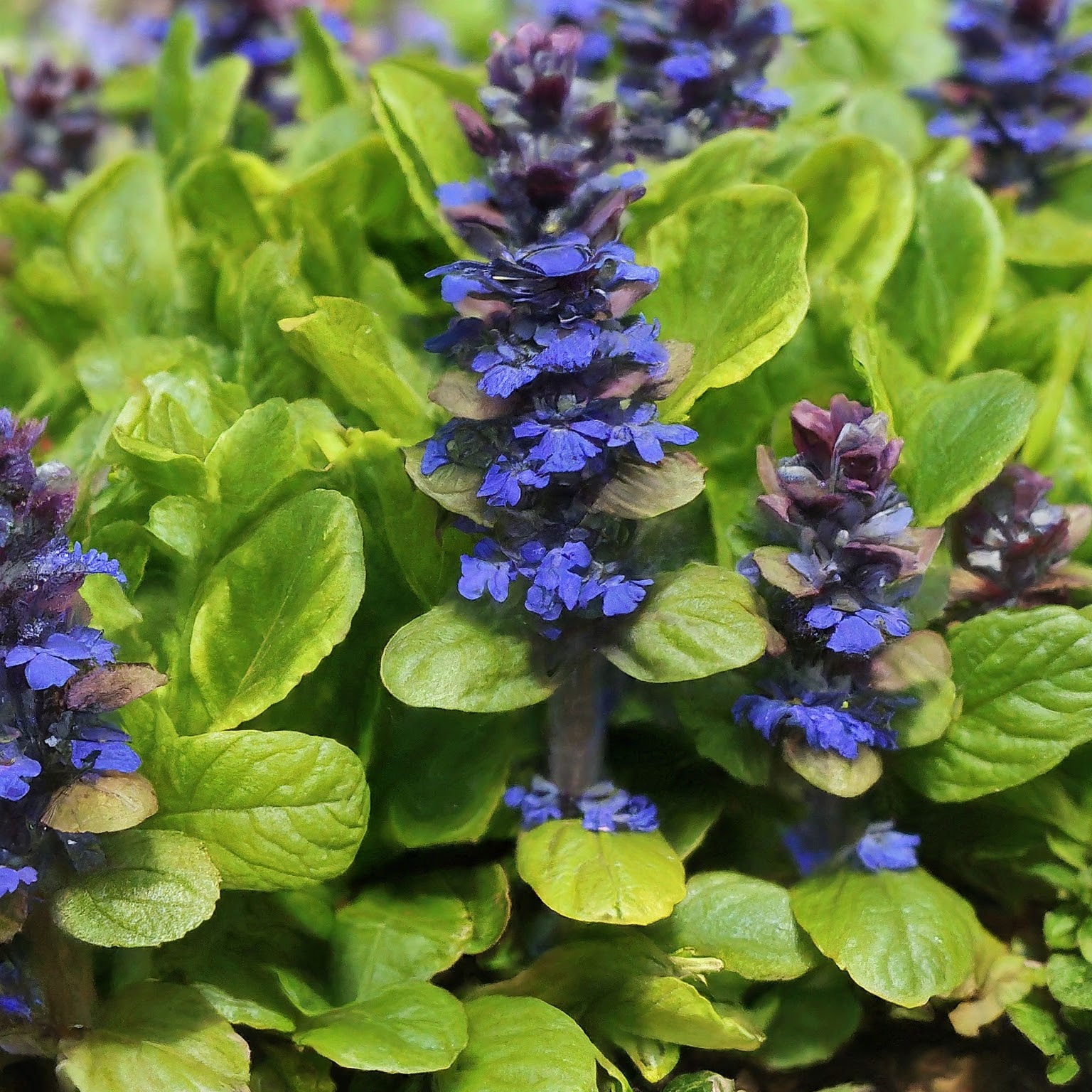 How to Grow and Care for Ajuga