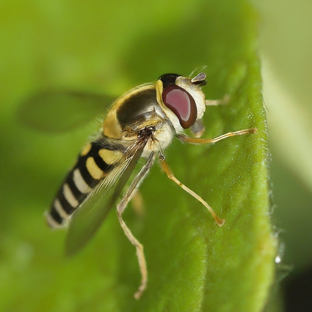 hoverfly