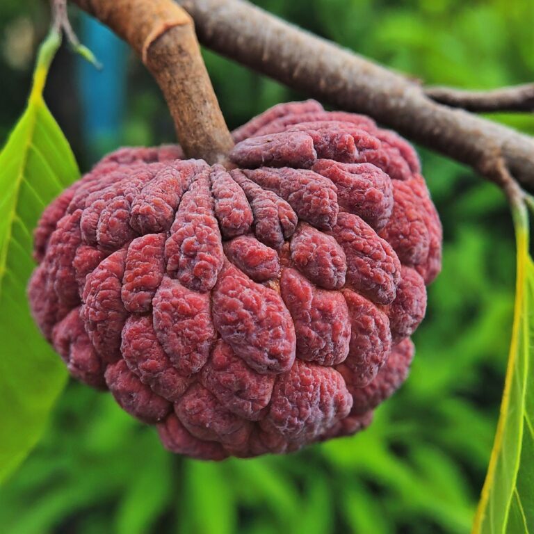 red custard apple: how to grow it