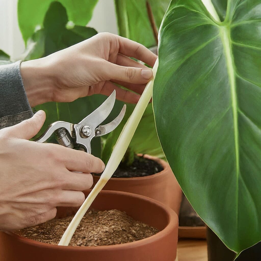 White Knight Philodendron propagation