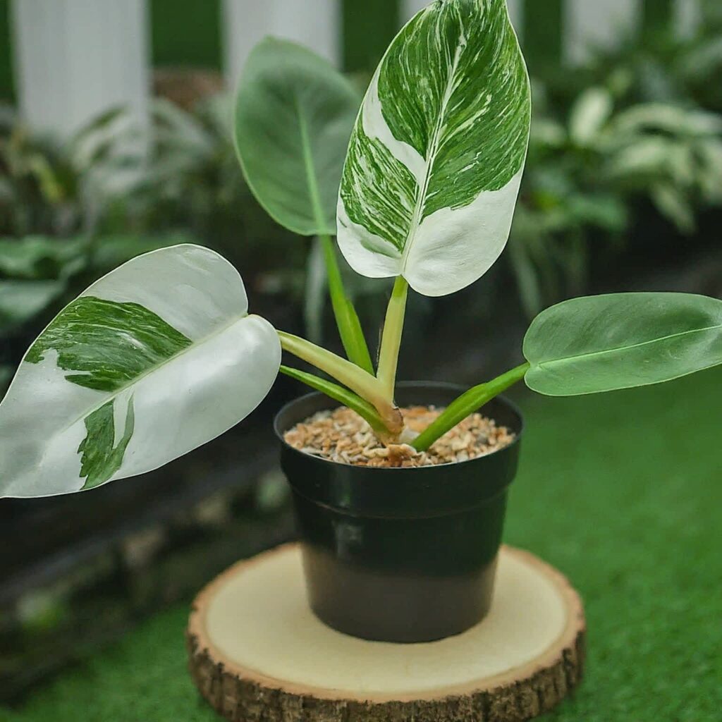 White Knight Philodendron