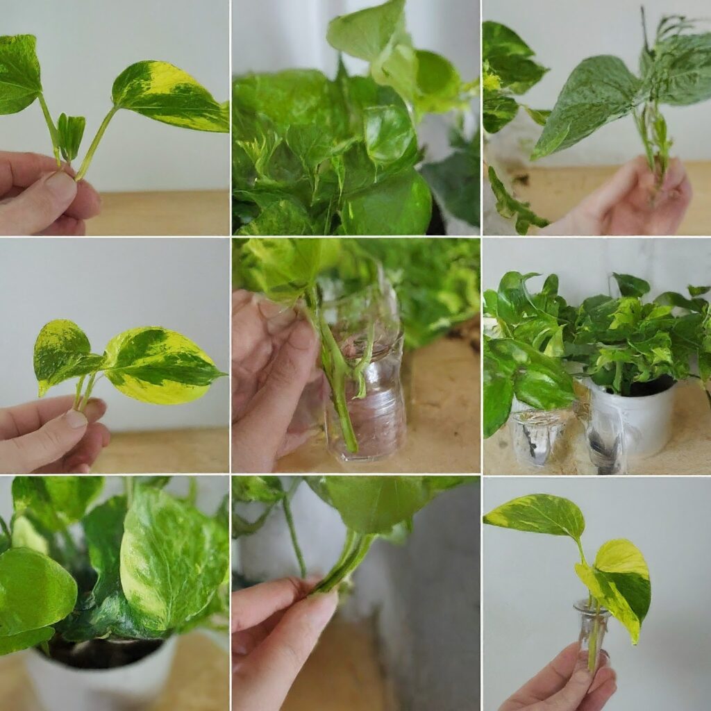 how to propagate neon pothos