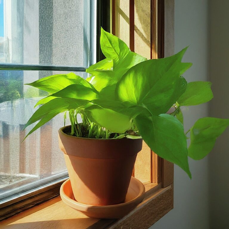 neon pothos