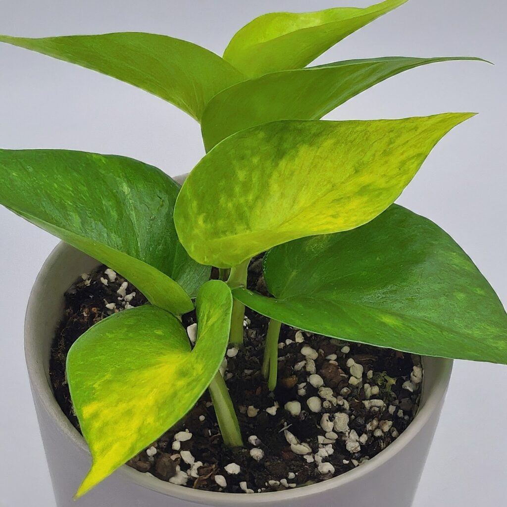 neon pothos care